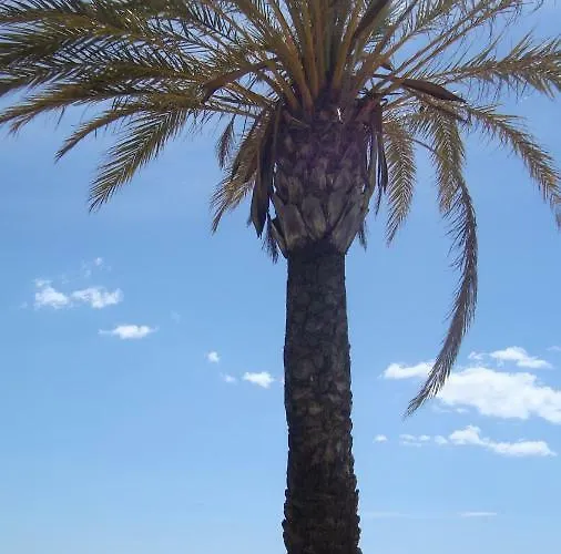 Locarmar - Toni Brusseles *